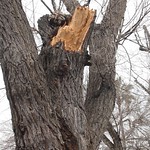 Tree Limb Failure - 4