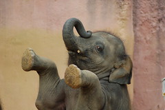Elefant-Elephant