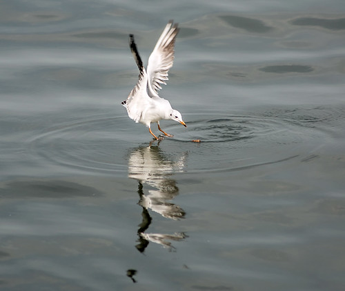 Fishing Seagull #1