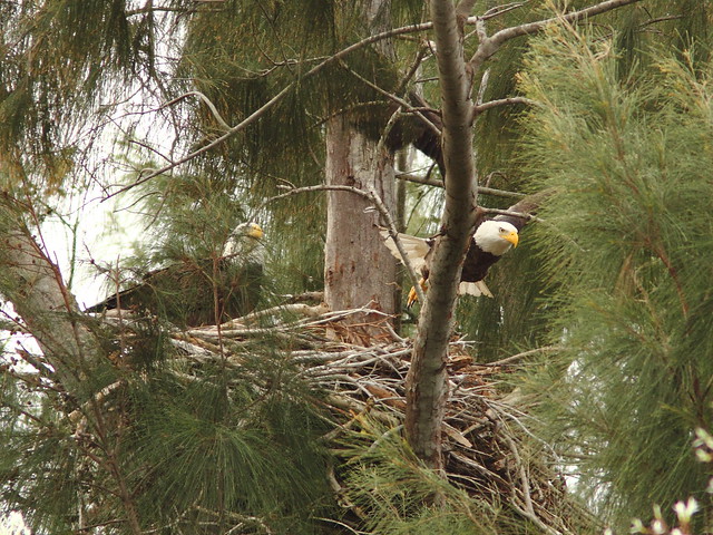 Bald Eagle female departs 0857 20121221