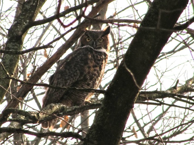 Great Horned Owl in McLean County, IL 02