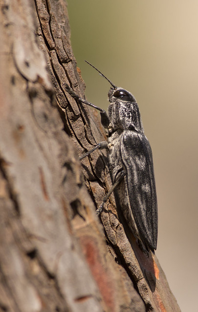 Intermediate pine borer Buprestid Beetle Chalcophora intermedia
