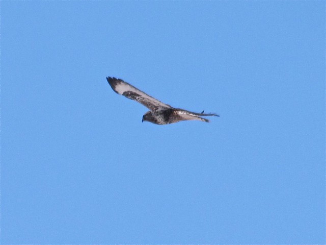 Rough-legged Hawk North of Downs in McLean County, IL 05