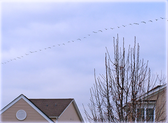 ~ lots of geese...