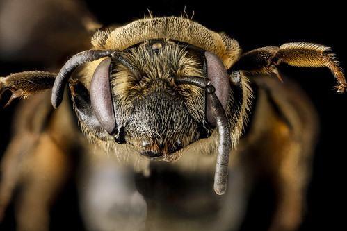 Andrena alleghaniensis, U, face_2013-01-04-14.04.46 ZS PMax