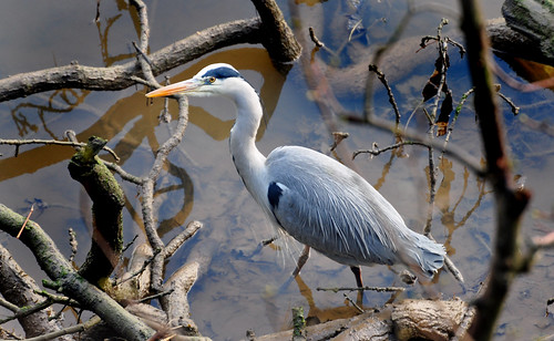 Heron Looking for food by Andy Short's Nature Photography.