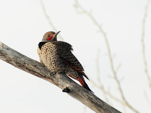 Red-Shafted  Norther Flicker by Barb Phillips