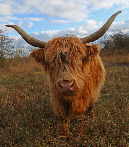 Highland Cattle Stonelees by Kinzler Pegwell