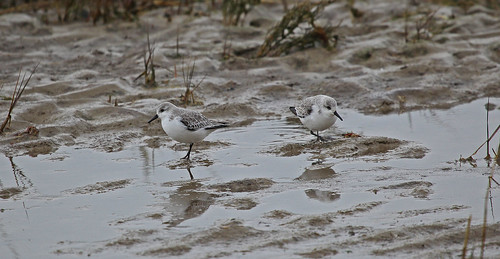 Sanderling Pegwell Bay by Kinzler Pegwell