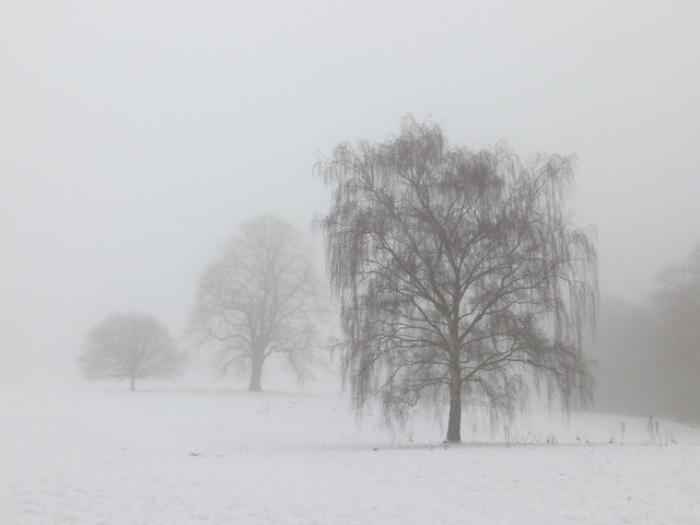 Winter Trees in the Fog