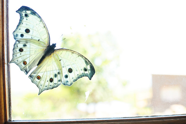 butterfly on my window