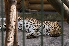 "Limpopo" Zoo