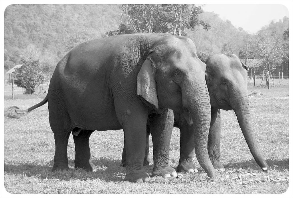 elephants at elephant nature park chiang mai