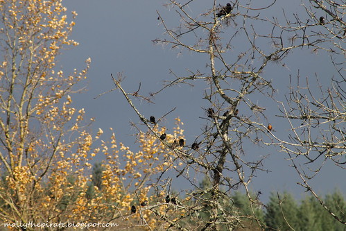 tree full of birds w