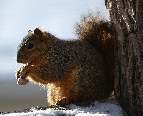 SQUIRREL EATING A PEANUT--NOT MY PHOTO by roberthuffstutter