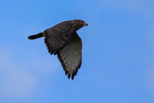Broad-Winged Hawk 2