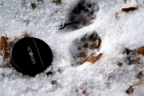 paws in the snow