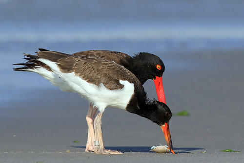 American Oystercatcher (with chick) 3