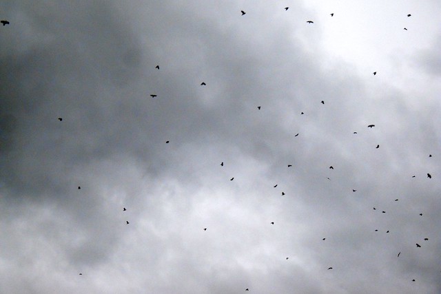 Crows in the sky III