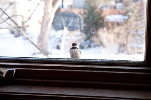 Black-capped Chickadee peeking in my window waiting for mealworms
