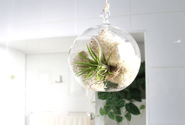 green tree boutique giveaway air plant