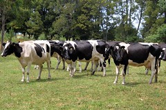 Pequeños productores lecheros aumentan su producción gracias a Programa Alianzas Productivas del Ministerio de Agricultura