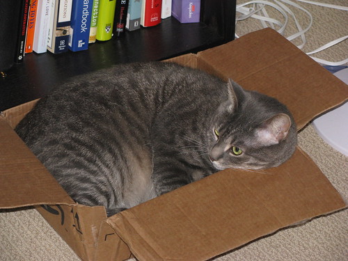 Sammy in a box