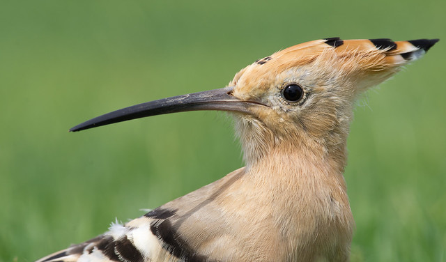 Hoopoe close up 4 300mm - Costa Teguise