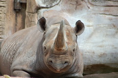 Nashorn - Rhinozeros