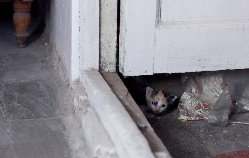 India trip: Found kittens in our attic.