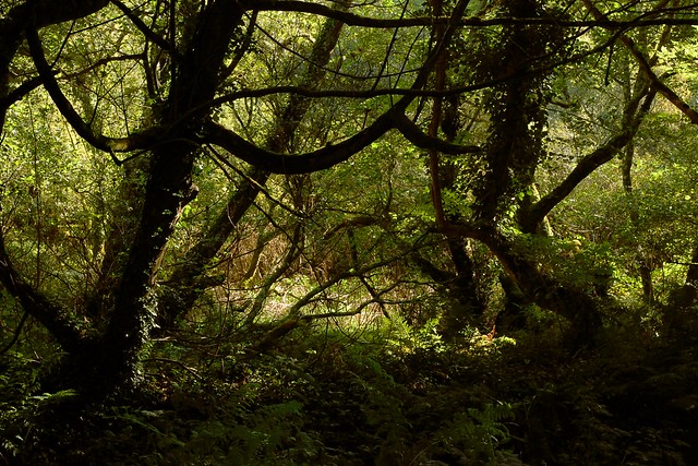 A mystical looking woodland