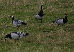 Colour ringed DDH Barnacle Goose Southerness 4113 by davidearlgray