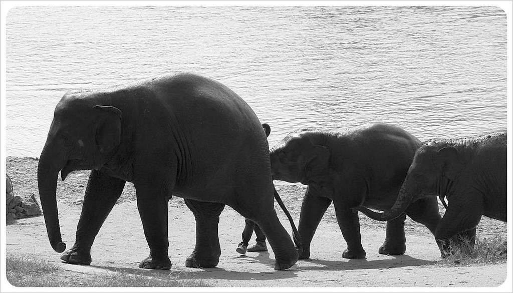 elephant with babies