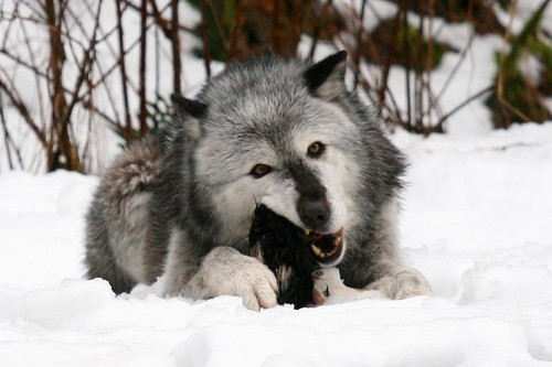 Timber Wolf (Canis lupus  occidentalis) by Radianman 크래그