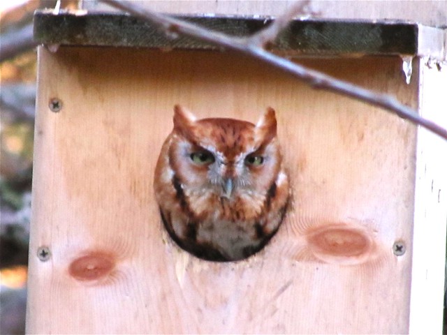Eastern Screech-owl (red morph) in Bloomington, IL 17