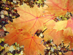 sugar maple leaves