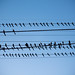 Birds on 43rd street at sunset