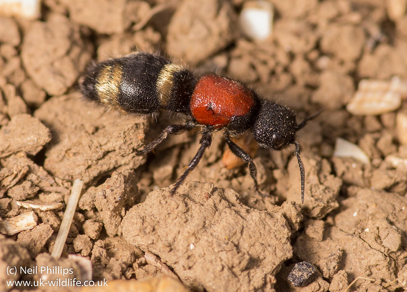 large velvet ant - Mutilla europaea 2