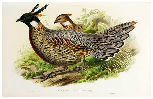 017-Chinese Pucras Pheasant-The birds of Asia vol. VII-Gould, J.-Science .Naturalis