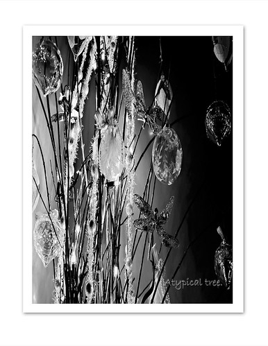 Atypical Tree in B&W by The Dance of Life by D' Image Miner ~ Lisa 1377
