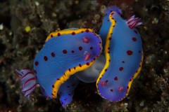 Nudibranch Mating