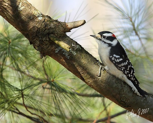 Downy Woodpecker by alanj2007