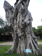 台南孔廟的百年老樹，台南市政府搶救中。