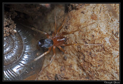 Araneae/Zodariidae