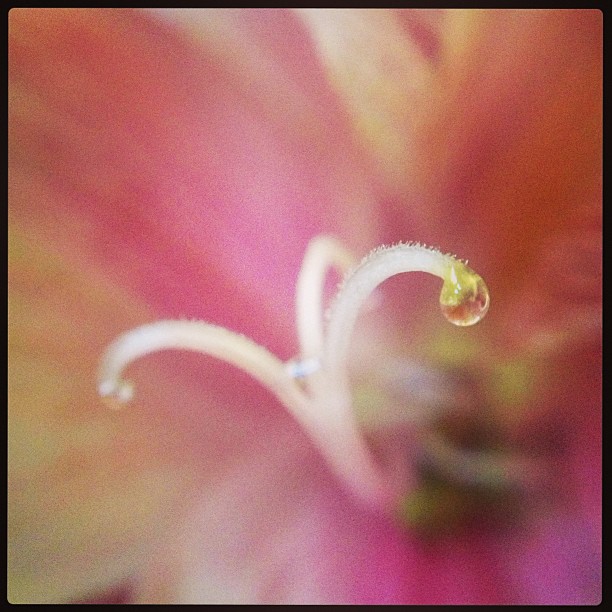 My magic flowers from @cscmarshall are still going strong since December 17! @olloclip #macro