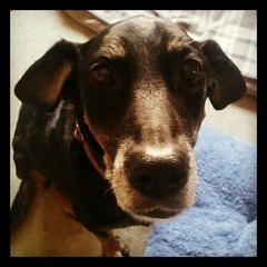 Lola says Woof! #rescue #adoptdontshop #dobermanmix #dogstagram #love #dobiemix