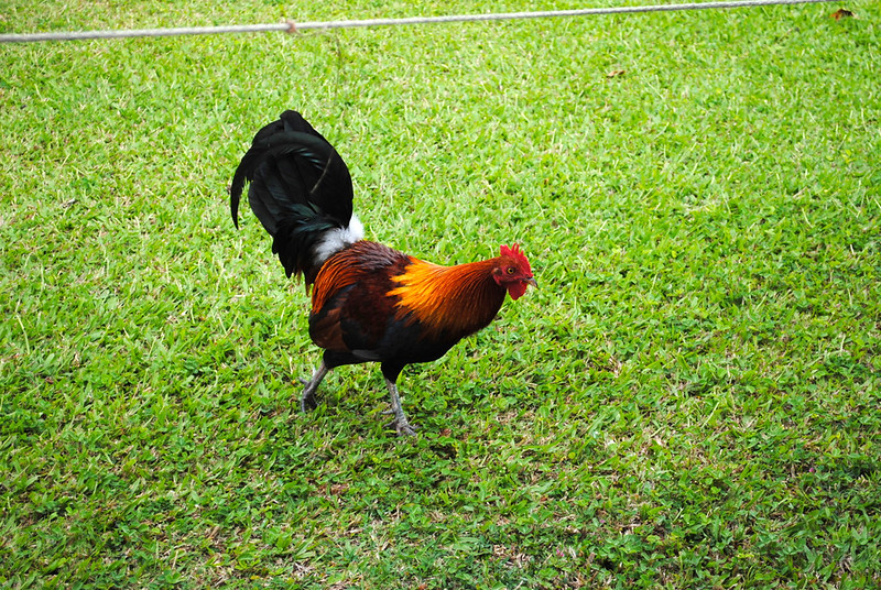 Rooster at Hanalei Bay