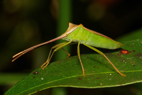 Coreid Leaf-footed Bug (Coreidae)