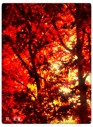 秋、紅葉。