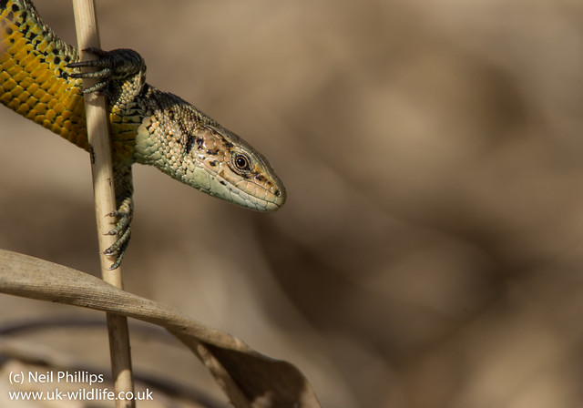 Common lizard on reeds Zooteca vivipara 7